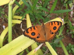 Junonia almana almana