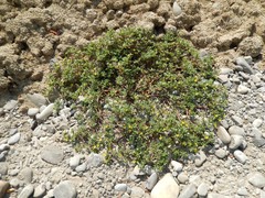 Portulaca oleracea oleracea