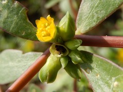 Portulaca oleracea oleracea