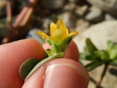 Portulaca oleracea oleracea