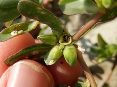 Portulaca oleracea oleracea