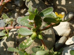 Portulaca oleracea oleracea