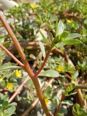 Portulaca oleracea oleracea