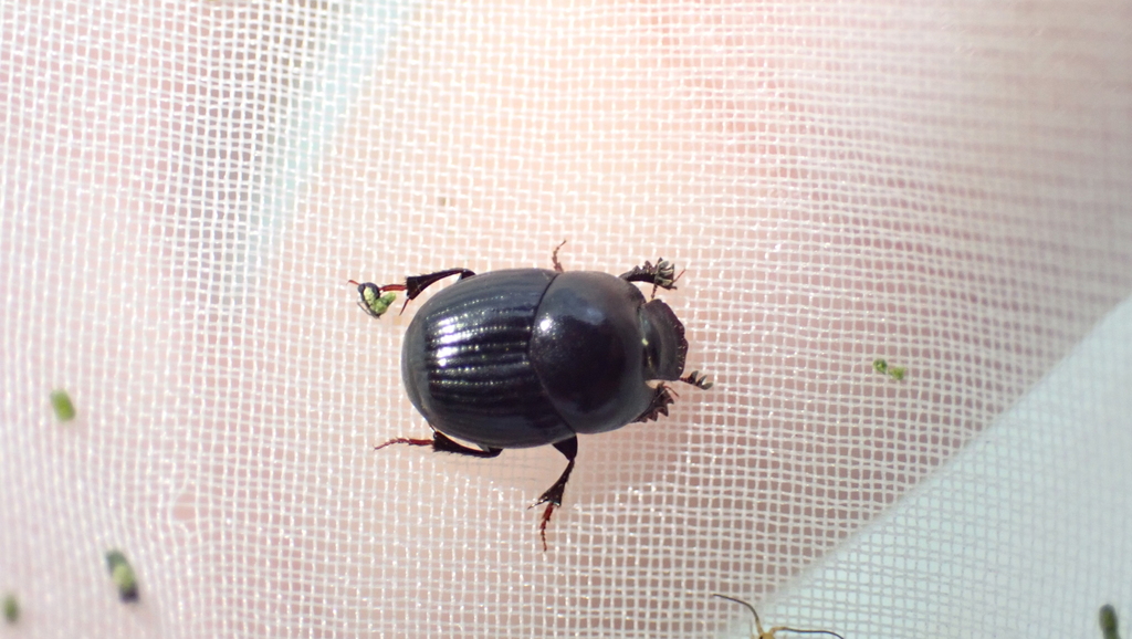 Caccobius jessoensis from Subashiri, Oyama, Sunto District, Shizuoka ...