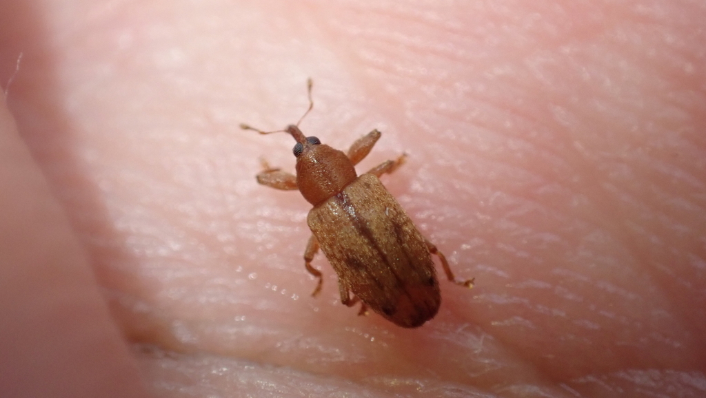 Ochyromera suturalis