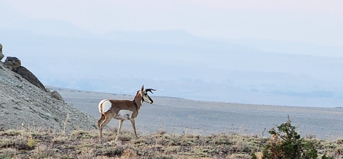 American Pronghorn photographed in Utah