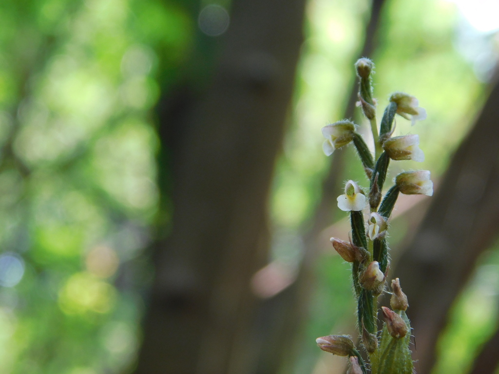 Zeuxine gracilis