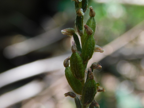 Image of Zeuxine gracilis by (c) Ganjar Cahyadi, some rights reserved (CC BY)