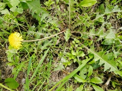 Taraxacum