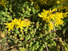 Sedum