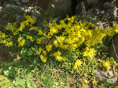 Sedum