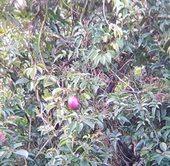 Stauntonia hexaphylla