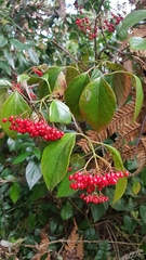 Viburnum japonicum