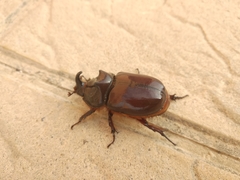 Oryctes nasicornis grypus