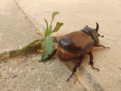 Oryctes nasicornis grypus