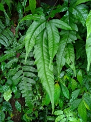 Tectaria subtriphylla