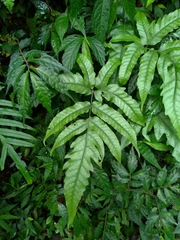 Tectaria subtriphylla