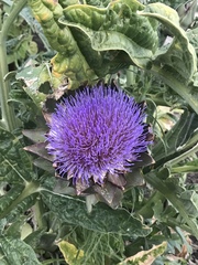 Cynara cardunculus cardunculus