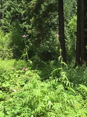 Cirsium alsophilum