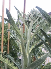 Cynara cardunculus cardunculus