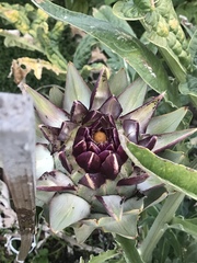 Cynara cardunculus cardunculus