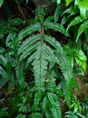 Tectaria phaeocaulis