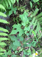 Ampelopsis glandulosa heterophylla