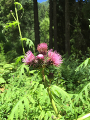 Cirsium alsophilum