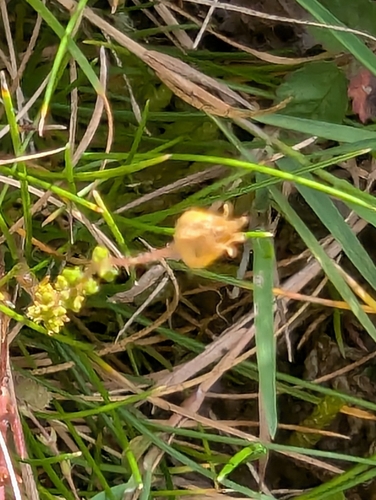 Image of Sagina nodosa by no rights reserved