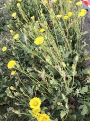 Crepis bursifolia