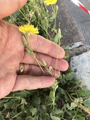 Crepis bursifolia
