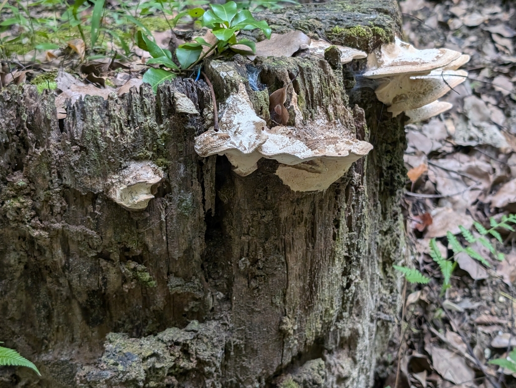 Fomitopsis dickinsii · July 2024 · photo: © jessicapfund (iNaturalist, cc0)