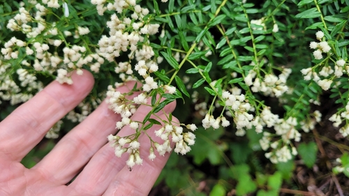 Ozothamnus rufescens observed 2024-09-12