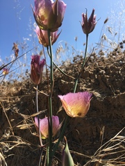 Calochortus weedii intermedius