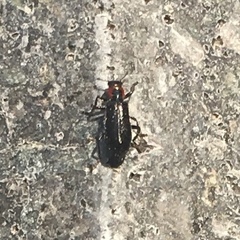 Placopterus thoracicus