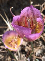 Calochortus weedii intermedius