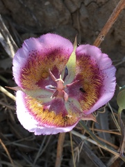 Calochortus weedii intermedius