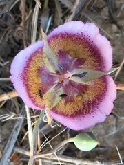 Calochortus weedii intermedius