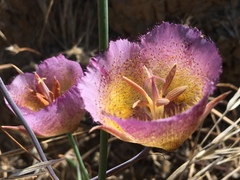 Calochortus weedii intermedius