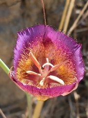 Calochortus weedii intermedius