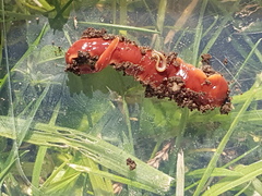 Arthurdendyus testaceus