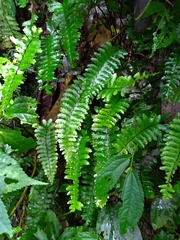 Hymenasplenium apogamum