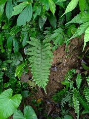 Hymenasplenium excisum