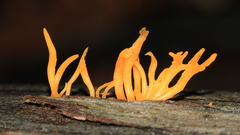 Calocera guepinioides