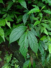 Elatostema platyphyllum