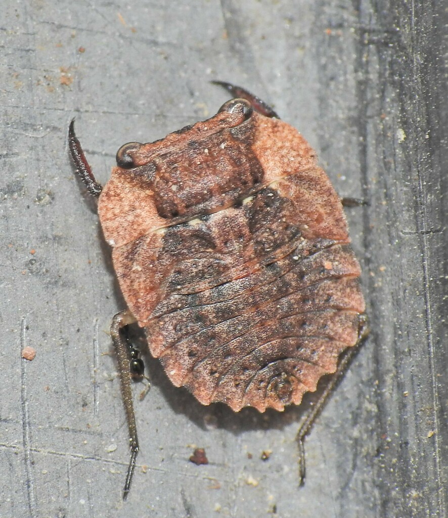 Nathha Insect Nerthra from Talegalla Weir QLD 4650, Australia on September 12, 2024 ...