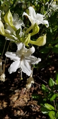 Rhododendron occidentale