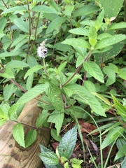 Pogostemon auricularia