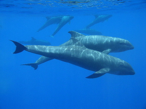 Photo of Melon-Headed Whale (Peponocephala electra)