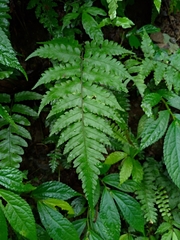 Diplazium doederleinii